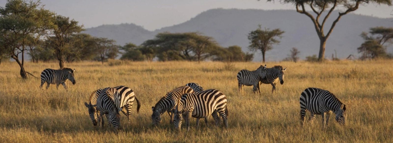 4 Day Serengeti And Ngorongoro Safari