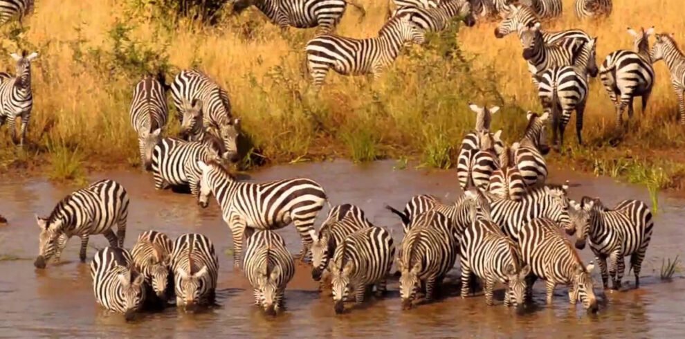 5 Days Northern Tanzania Safari