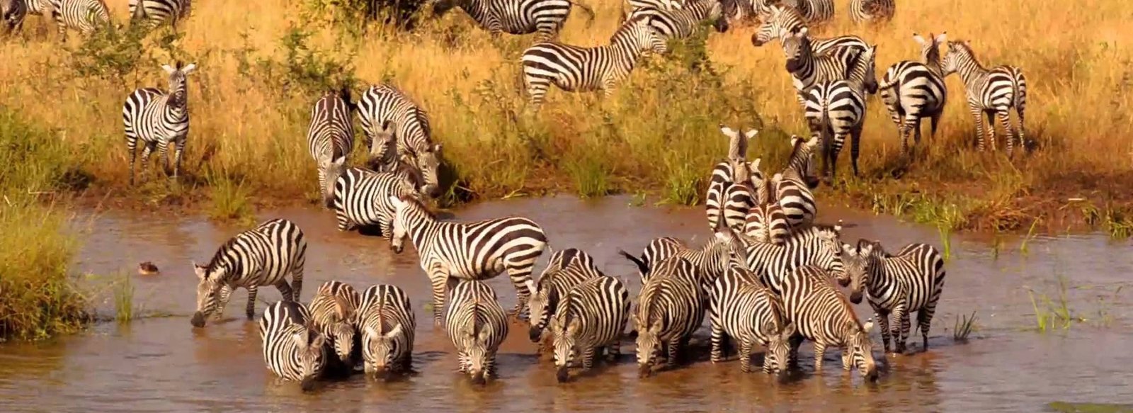 5 Days Northern Tanzania Safari