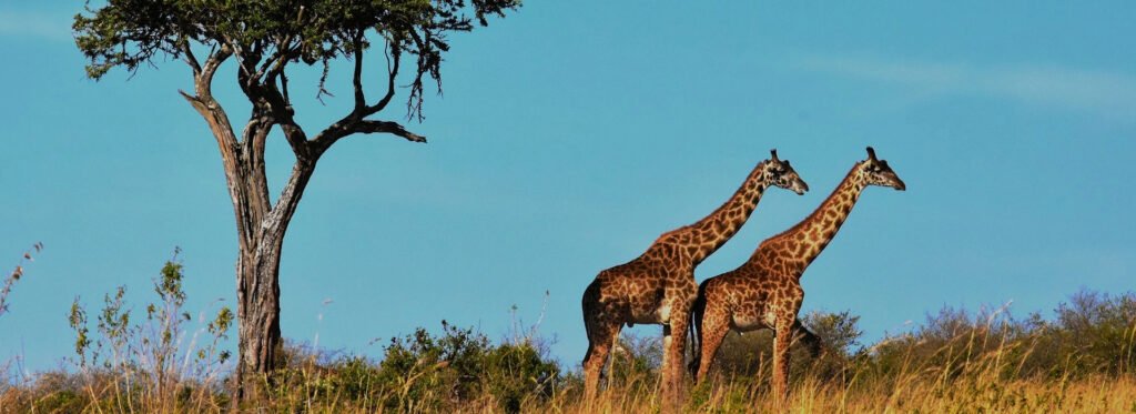 5 Days Northern Safaris