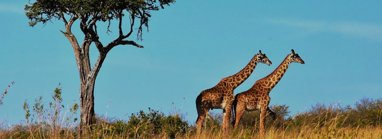 5 Days Northern Safaris