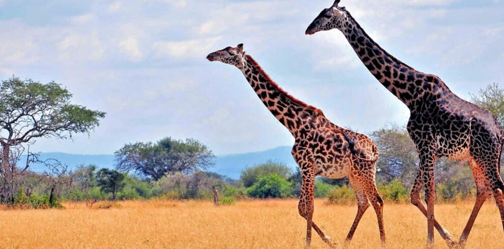 6 Days Of Unbeaten Adventure Safaris