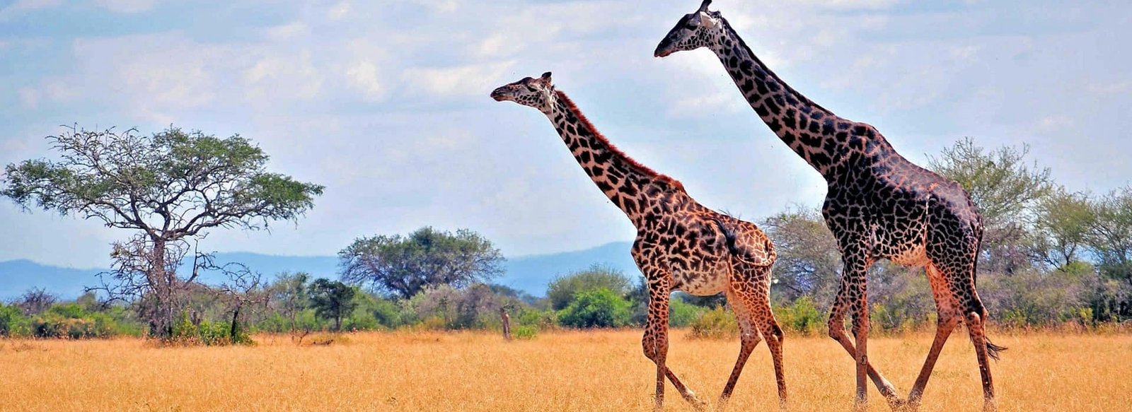6 Days Of Unbeaten Adventure Safaris