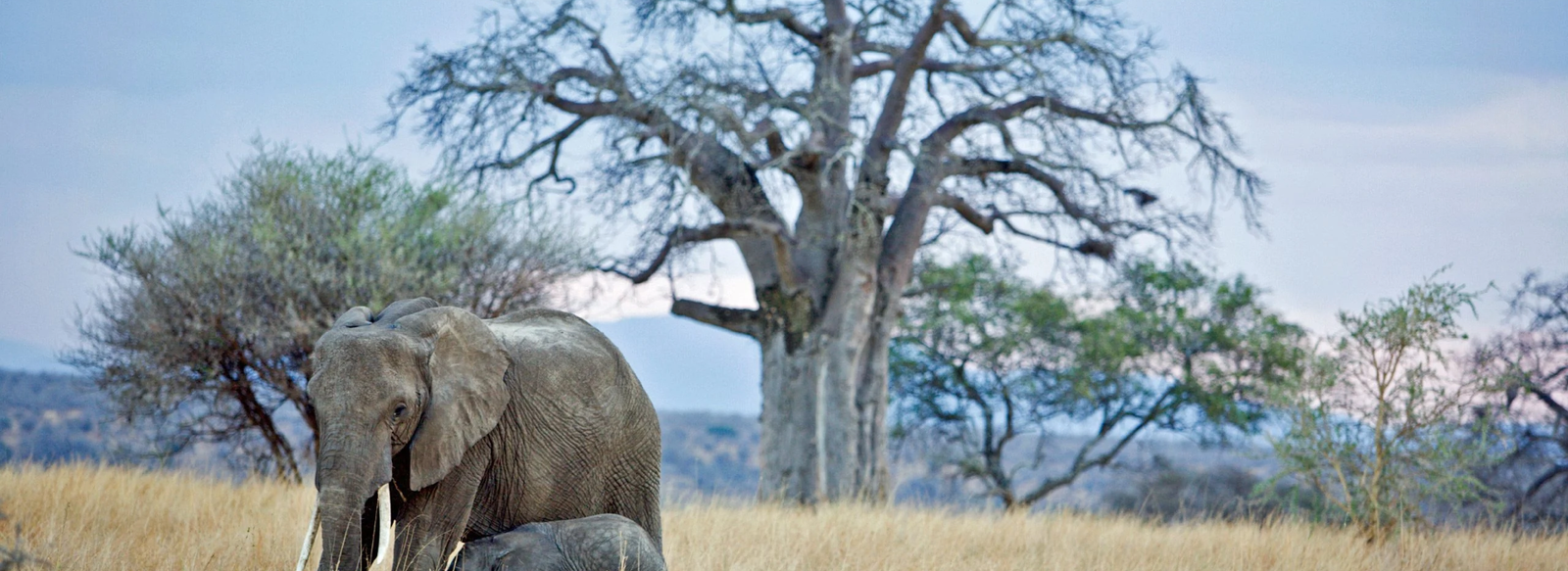 7 Days Tanzania Safari