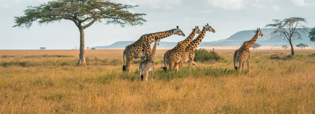 7 Days Tanzania Safaris