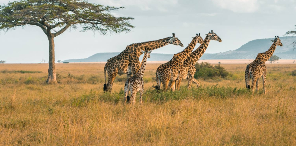 Tanzania Safari Tours - Discover Wild Adventures