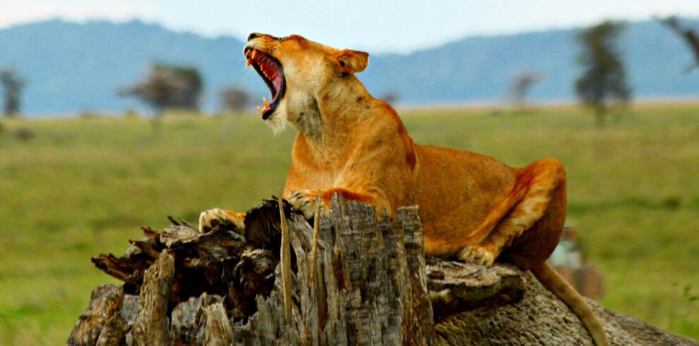 Ngorongoro Conservation Area