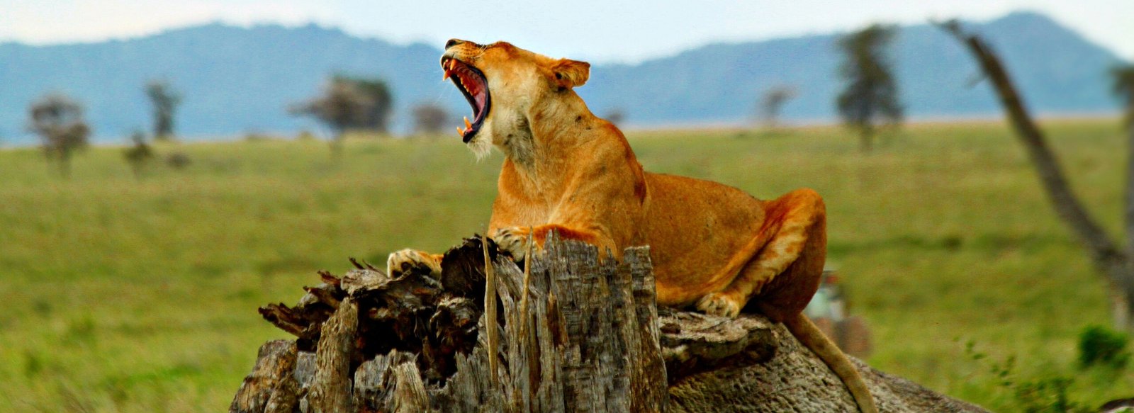 Ngorongoro Conservation Area
