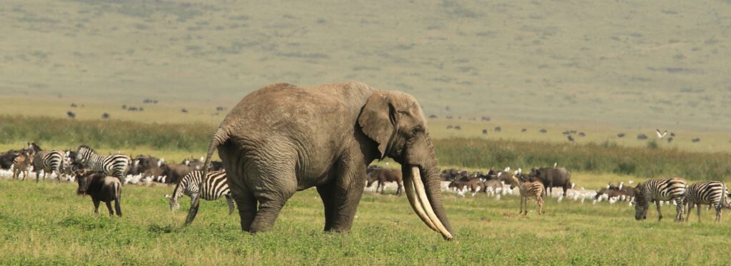 Ngorongoro-Crater
