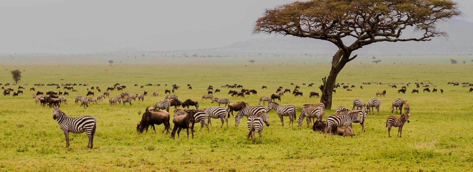 Safari Serengeti National Park
