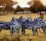 Tanzania Safari Destinations