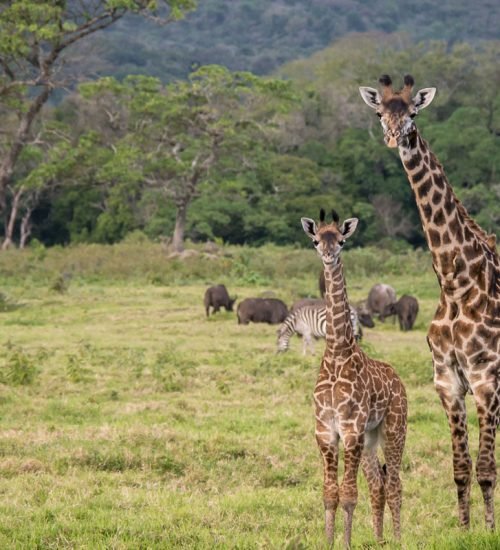 arusha-national-park-day-tour1