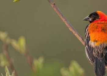 birding-in-tanzania-banner