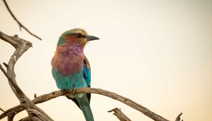 birding-in-tanzania2