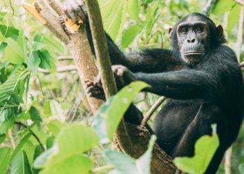 chimpanzee-trekking-banner