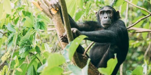 chimpanzee-trekking-banner