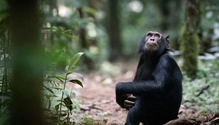 chimpanzee-trekking2