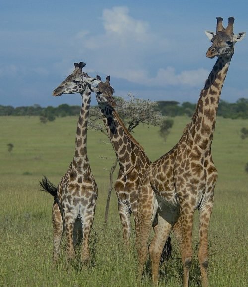 giraffes-6315586_1280