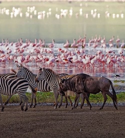 lake-manyara-national-park-day-trip-banner