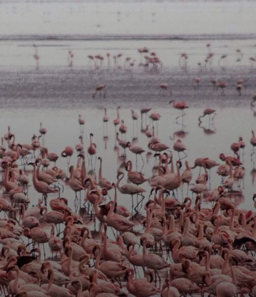 lake-manyara-tours-banner