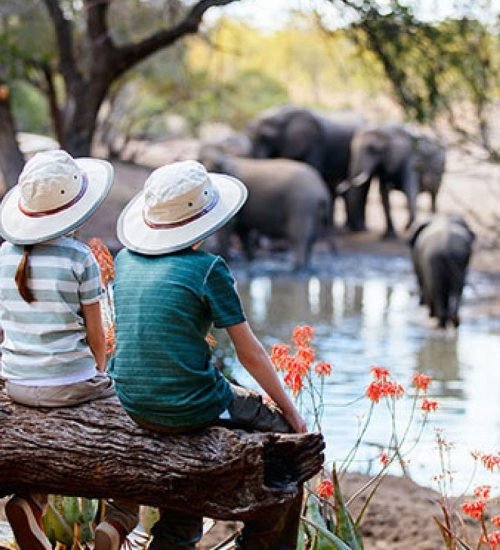 serval-wildlife-day-tour-experience1