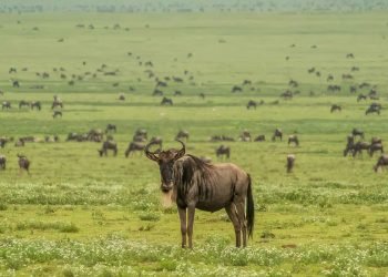 tanzania-safari-faqs-banner
