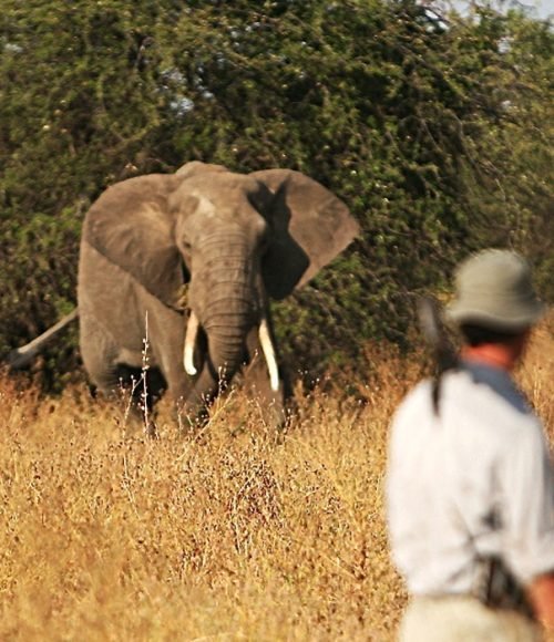 things-to-do-in-tanzania-banner