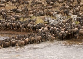 wildebeest-migration-banner